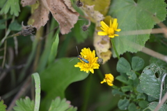 Cartallum ebulinum