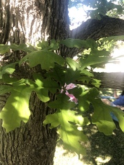 Quercus macrocarpa