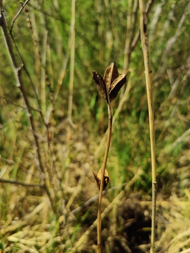 Siberian iris