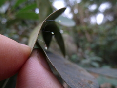 Insecta