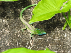 Cnemidophorus ruatanus