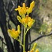 Ehrendorferia chrysantha - Photo (c) E. Merkt, algunos derechos reservados (CC BY-NC), subido por E. Merkt