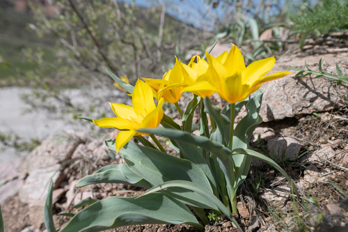 Tulipa dubia, photograph 3