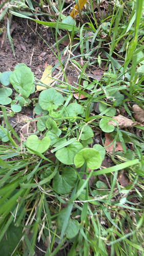 Dichondra carolinensis iNat (3)