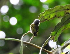 Poecilotriccus sylvia