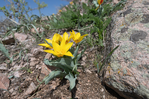 Tulipa dubia, photograph 4