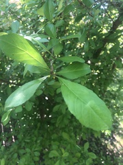 Ilex decidua