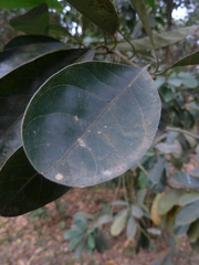 Insecta