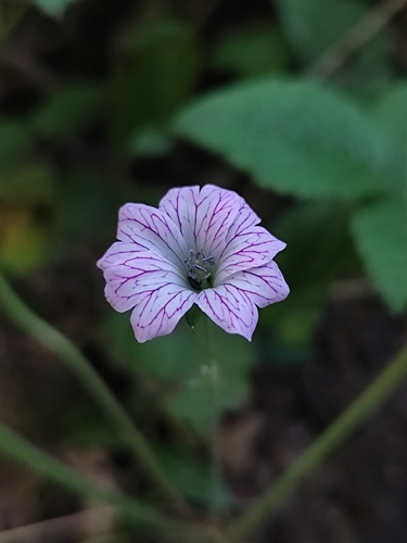 Pencilled crane's-bill