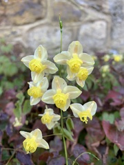 Epimedium
