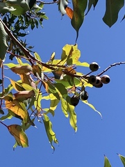 Eucalyptus blakelyi