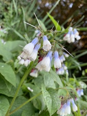 Symphytum × hidcotense