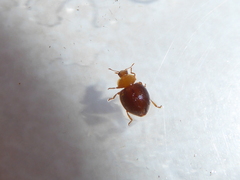 Adoxellus flavihirtus