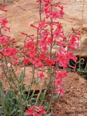 Penstemon utahensis