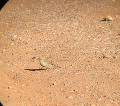 Toxostoma bendirei