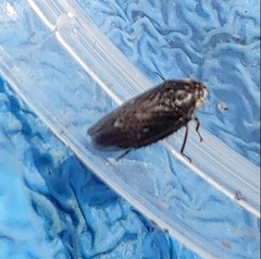 Negosiana dualis