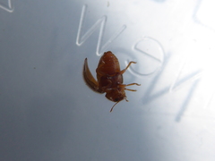 Adoxellus flavihirtus