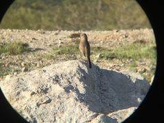 Toxostoma bendirei