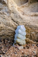 Crassula plegmatoides