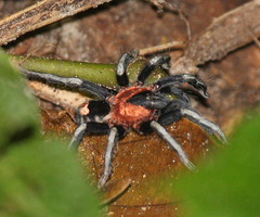 Cyriocosmus elegans
