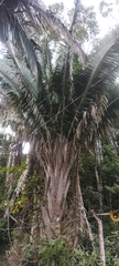 Attalea dubia, photograph (c) André Ferrari, some rights reserved (CC BY)