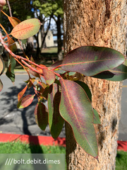 Eucalyptus blakelyi