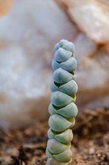 Crassula plegmatoides