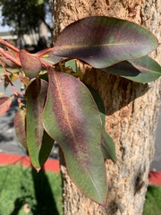 Eucalyptus blakelyi