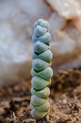 Crassula plegmatoides