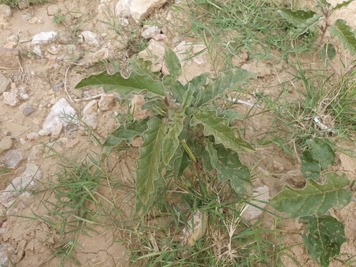 silverleaf nightshade