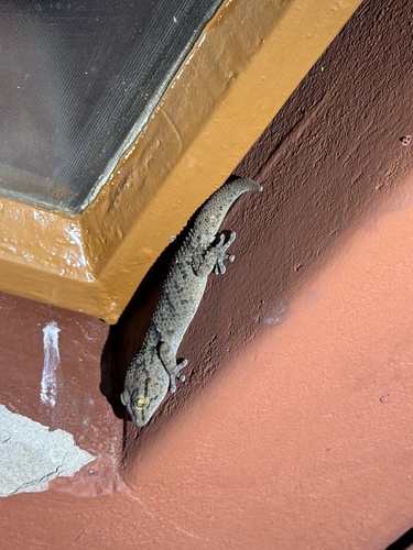 Fischer's Thick-toed Gecko