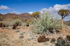 Euphorbia dregeana
