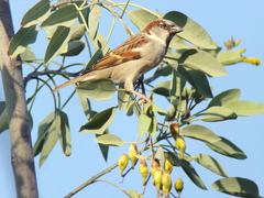 Passer domesticus