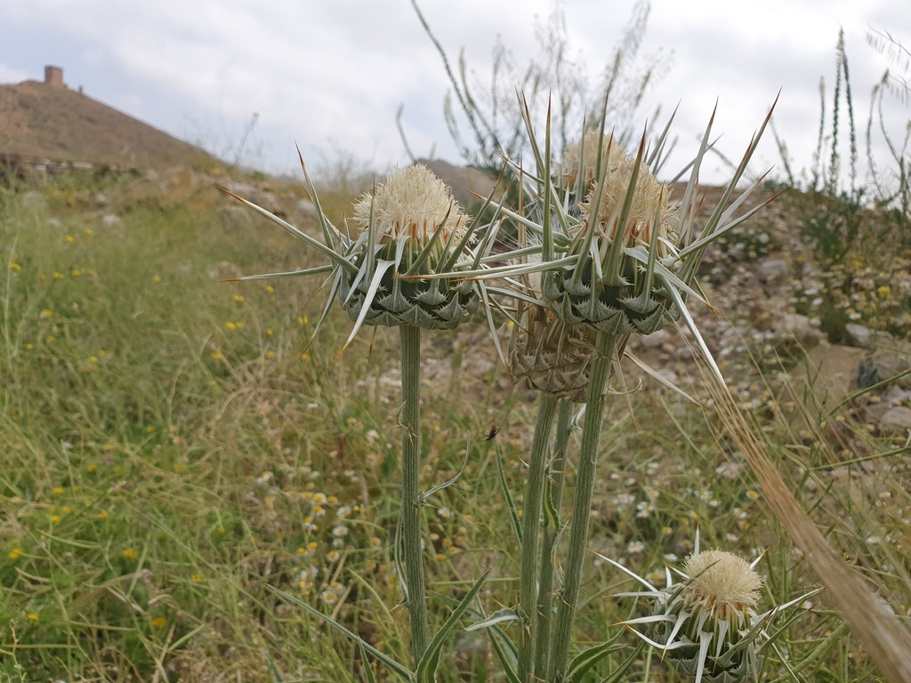 Silybum eburneum; photograph (c) Mehdi Chetibi, some rights reserved (CC BY)