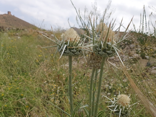 Elephant Thistle