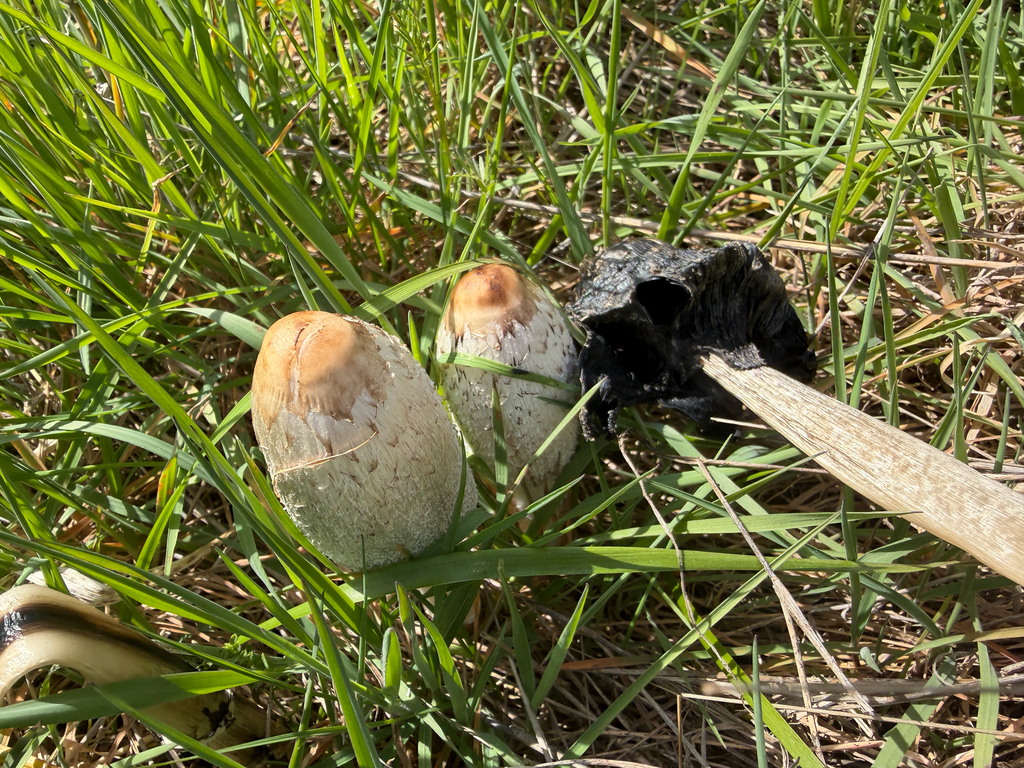 Coprinus comatus · April 2026 · photo: © mbcor (iNaturalist, cc-by)