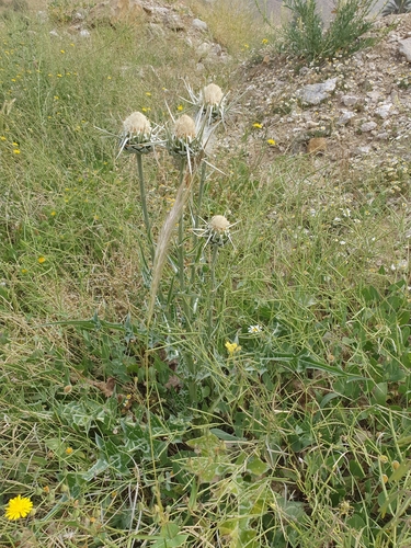Silybum eburneum, photograph 3