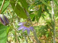 Passiflora standleyi