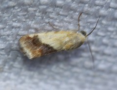 Acontia detrita