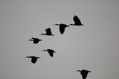 Mesembrinibis cayennensis