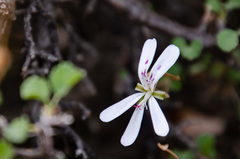 Pelargonium xerophyton
