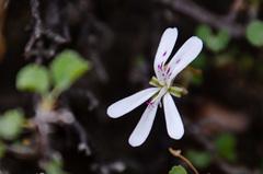 Pelargonium xerophyton