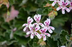 Pelargonium echinatum