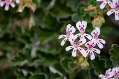 Pelargonium echinatum