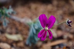 Pelargonium sericifolium