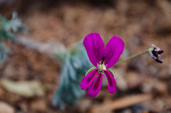Pelargonium sericifolium
