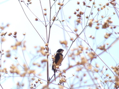 Sporophila torqueola