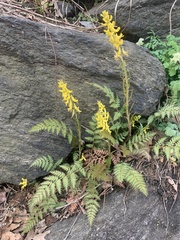 Corydalis cheilanthifolia
