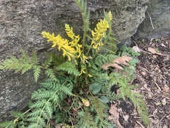 Corydalis cheilanthifolia