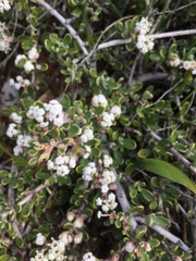Ceanothus roderickii